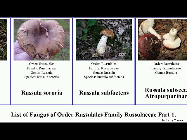 List of Fungus of Order Russulales Family Russulaceae Part 4. subsect minor solaris swamp nana