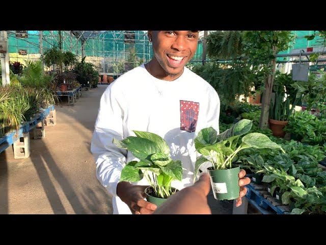 Buying Marble Queen Pothos Plant