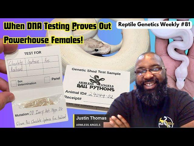 When DNA Testing Proves Out Powerhouse Females! ft. Armless Angels - RGW Ep 81