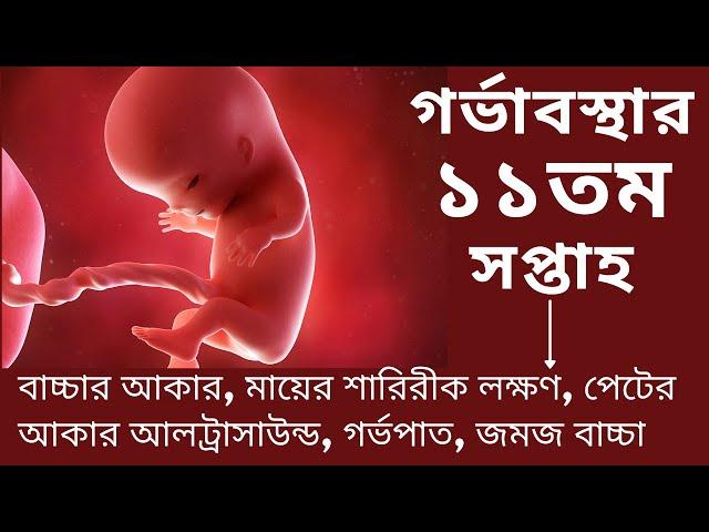 গর্ভাবস্থার এগারতম সপ্তাহ। 11 weeks of pregnancy. pregnancy week by week during pregnancy in bangla