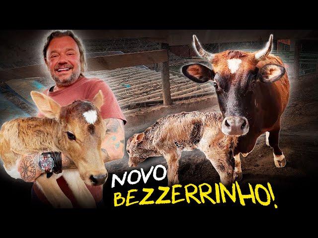 BEZERRINHO! UM NOVO FILHOTE NASCEU NA FAZENDINHA! | A CASA DOS BICHOS