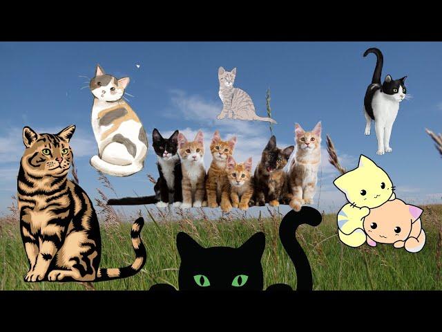 BOL Animals [cats] #animalsounds #asmr #kidsvideo #cat #bolanimals