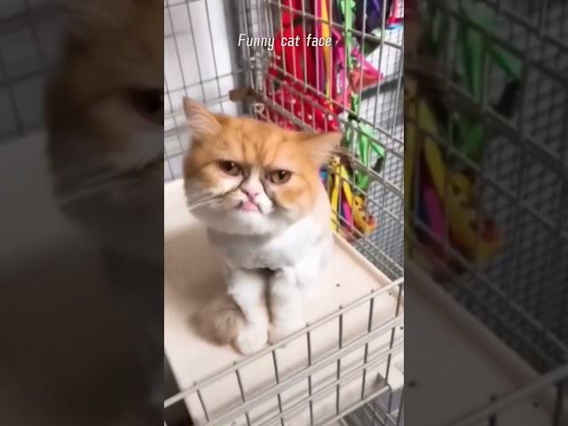 #cat #funny #happycats #catmemes #music #memes #trending #trendingshorts #new #reels