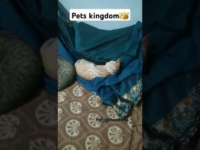 Find The Dog...? My Pets Kingdom #petadventures #pets