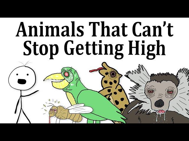 Top 10 Animals That Love Being High