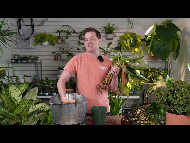 How to Save an overwatered Houseplant