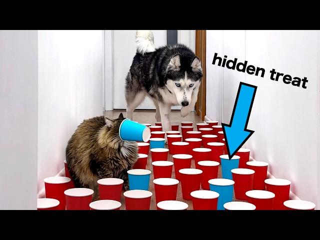 New IQ TEST For Dogs And Cats! Hid the Treats In a Secret Place