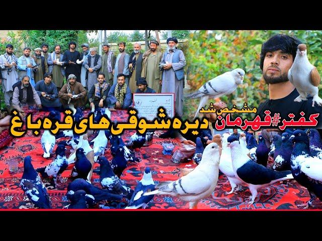 کفتر قهرمان مشخص شد- پول نظر به وزن کفتر | دیره شوقی های قرباغ | تقدیر شاه جان مرد قدیم روزگار شوق