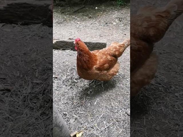 Egg Laying Song