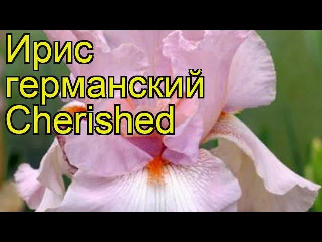 Ирис германский Черишед (Заветный). Краткий обзор, описание характеристик iris germanica Cherished