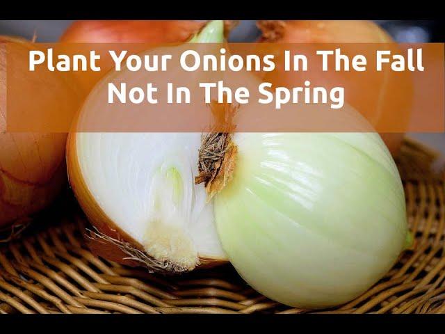 Plant Your Onions In The Fall, Not In The Spring