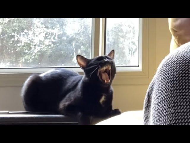 Cat Singing Blues