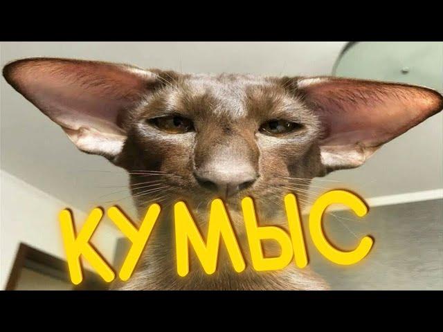 ПРИКОЛЫ ОТ ЧЕЛОЗАВРА 2025 / КУМЫС / СМЕШНЫЕ ВИДЕО / МЕМЫ