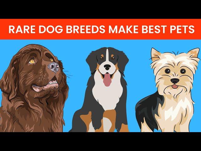 Rarest Dog Breeds That Make the Great Pets - Cute Emergency