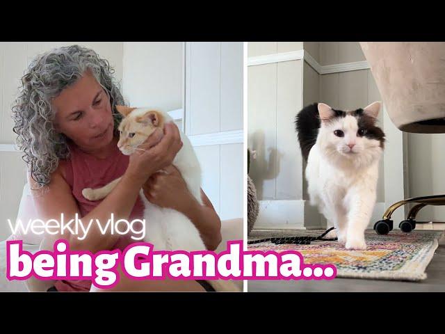 GRANDMA VLOG!  Taking Care of My Sweet GrandKitties