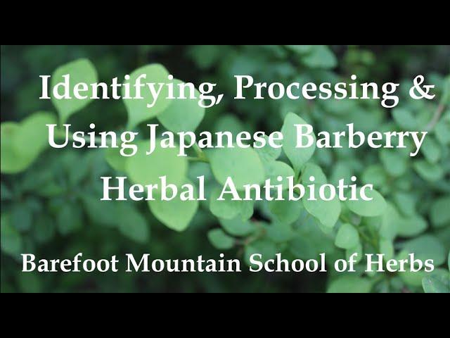 Japanese Barberry - Identifying, Processing, and Using for Herbal Medicine