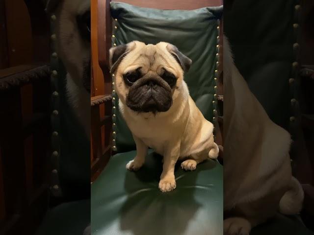 #puglife #shortvideo #pug #shortsvideo #shorts #short #dogs #гуффи #мопс #dog #pugsofinstagram