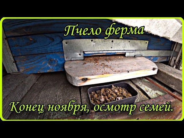 Пчело ферма. Конец ноября, осмотр пчелиных семей.