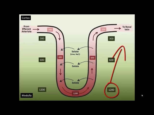 Vasa Recta Counter Current Exchange