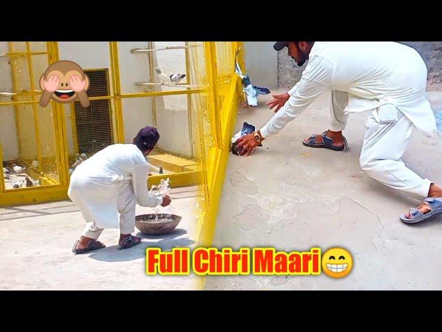 Aj Chiri Mari Ka Full Enjoy | 2 Kaboter Jaal Pe Utre 1 Pakra Gia Or Dusra Nikal Gia | Pigeons Club