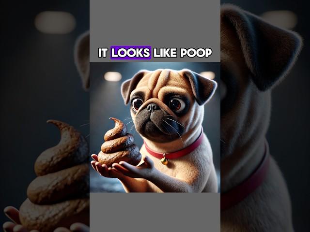 It Look Like Poop? #dog #funny #funnyvideo