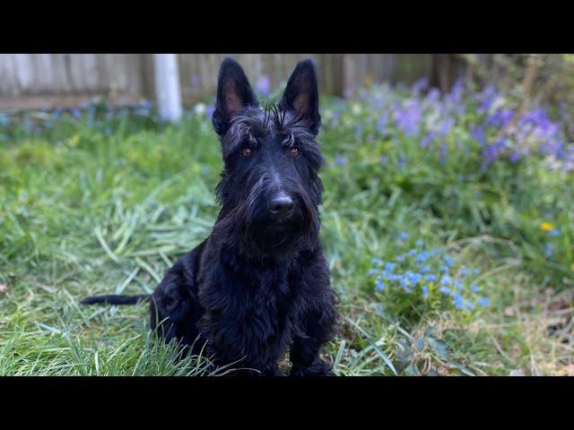 Scottish Terrier Rory having a tantrum