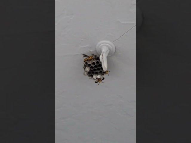 Wasps looking like they are ready to attack me