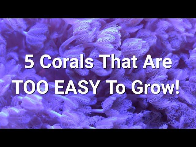 Fastest Growing Soft Corals For An Instant Tank!