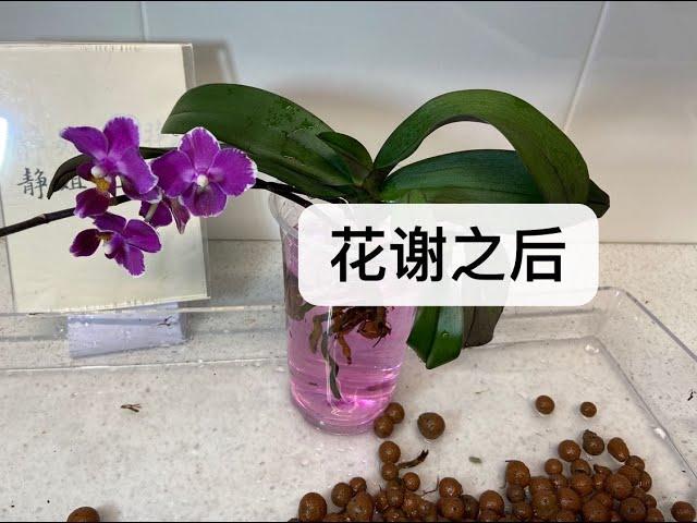 【21003】蝴蝶兰花谢之后，剪枝/修根/换盆/催芽，看两棵蝴蝶兰 // 静姐说花564