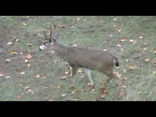 Deer Slam PT4 Oregon Blacktail W/ Bob Fromme