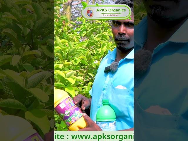 [ Tamil ] Guava Online Farmer Mr. Suresh  giving feedback about our Products