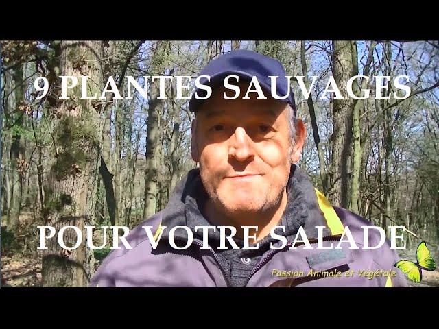 Voici 9 plantes sauvages comestibles simples et riches en minéraux et vitamines pour votre salade.