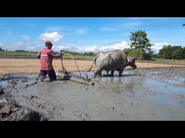 BUHAY FARMER | GAWA TAYO PUNLAAN NG PALAY, PAANO GUMAWA AT MAAYOS NA PAGGAWA NG PUNLAAN NG PALAY 