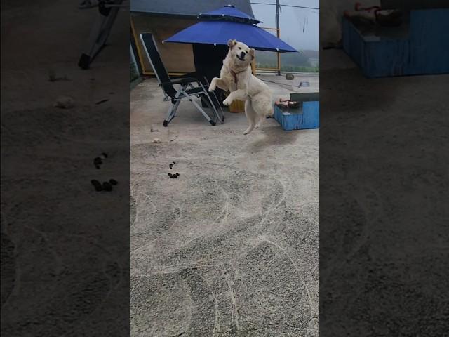 똥 밟았다고!!!!아나 #남해 #몽실이 #뽀끄미 #강아지 #리트리버 #반려견
