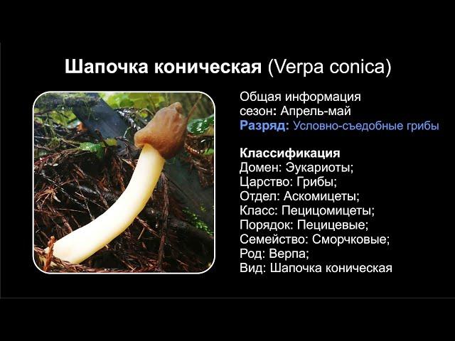 Шапочка коническая (Verpa conica)