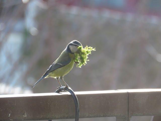 voix du printemps