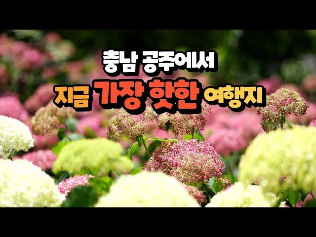 여름날, 유구색동수국정원 다시보기!