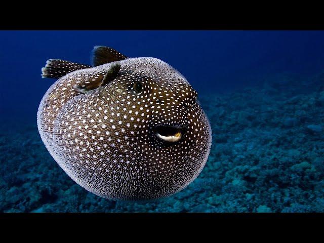 Top 10 Most Poisonous Fish Species in The World