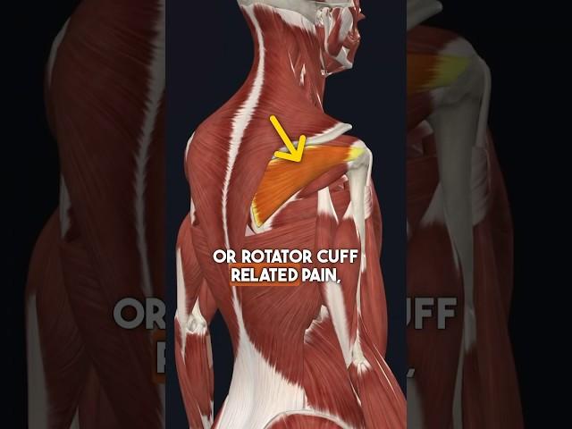 3 Critical Exercises for Fixing Shoulder Pain!