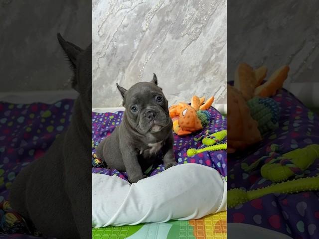 Доступен к резерву-89182724446 ватсапп/телеграмм. #питомниксобак #americanbully