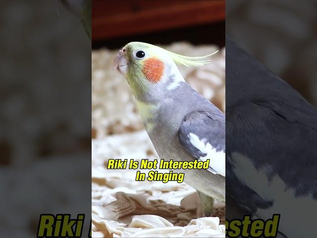 Riki isn’t in the mood to sing today. #cockatielsinging  #cockatiellovers #birds