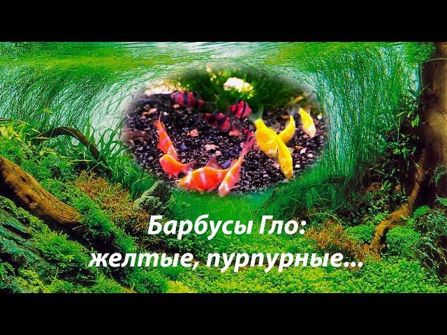 Барбусы Гло оранжевые Гонгконг, пурпурные и другие / Puntigrus tetrazona GloFish