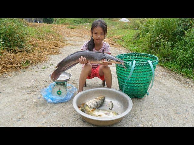 Fishing with earthworms, ancient fish trapping technique, Highland girl nhu harvests fish to sell