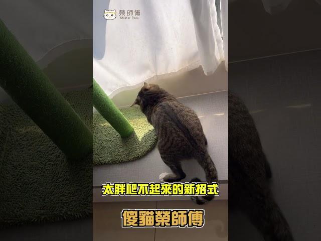 胖貓竟用很帥的姿勢爬起來！？   【榮師傅短片】 #cat #豆漿 #榮師傅 #俊榮 #豆漿娘娘 #貓