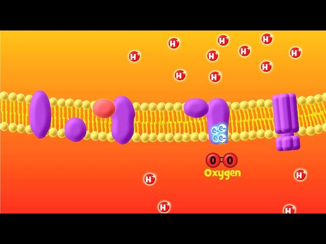 The Electron Transport Chain Explained (Aerobic Respiration)