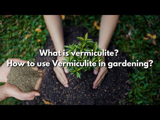 What is vermiculite? How to use Vermiculite in gardening?