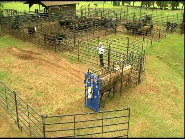 Priefert Small Cattle Working Systems