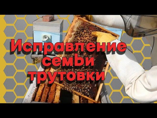 Исправление семьи трутовки.-Пчелы трутовки и способы исправления.