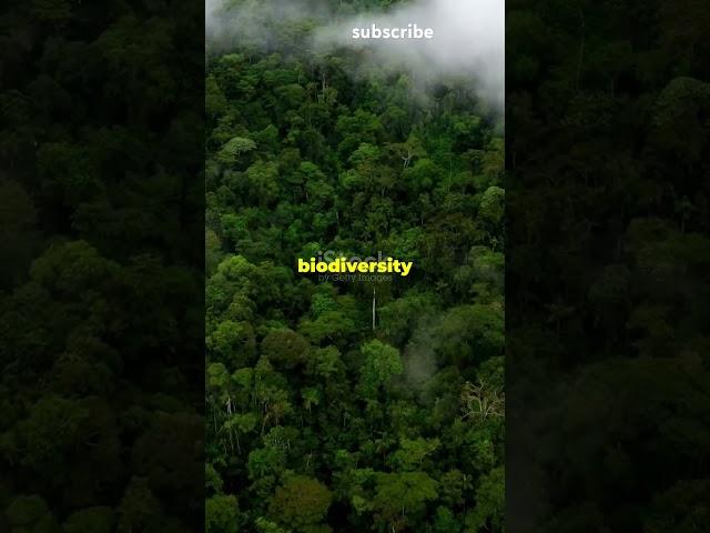 Importance of Amazon rainforest facts incredible #facts #trending