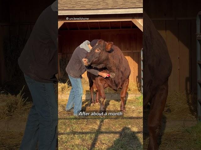 It was love at first sight when these rescue cows met 